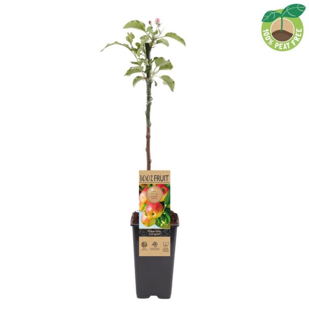 Apfelbaum Jonagold Apfelbaum (50cm)