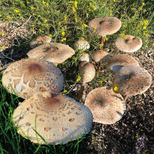 BIO Waldpilz Parasol Gartenkultur