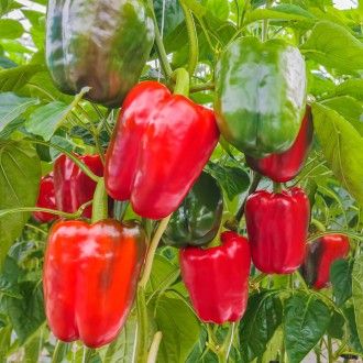 Sparangebot: 2 x 'PusztaTraum' F1 - Gemüse-Paprika + 1 x Erde