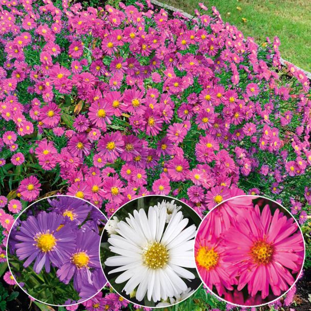 Setpreis: 3 Kissen Aster Weiß, Rosa, Lila