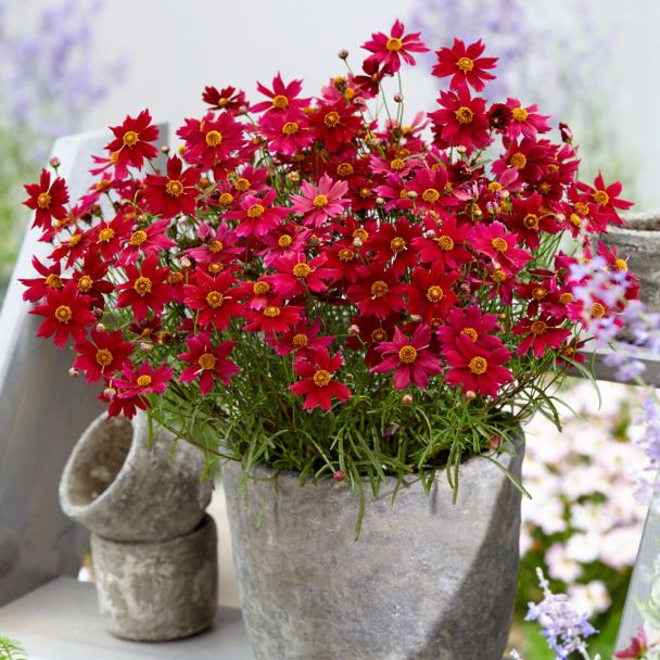 Bloomsation® 'Dragon'