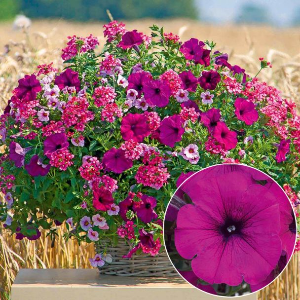 Petunie Trixi Tricolor Electric Purple