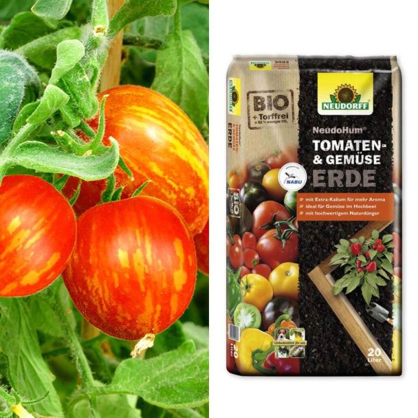Busch-Tomaten 'Lucky Queen' + Erde (Sparangebot)