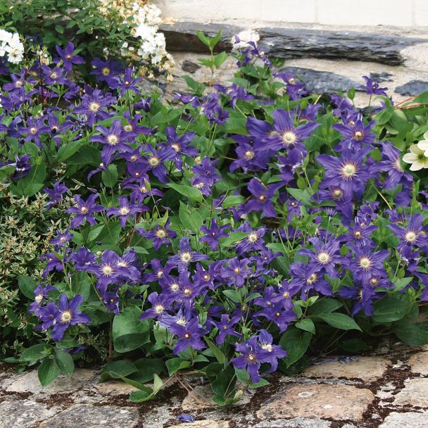 Blaue Bodendecker-Zwerg-Clematis