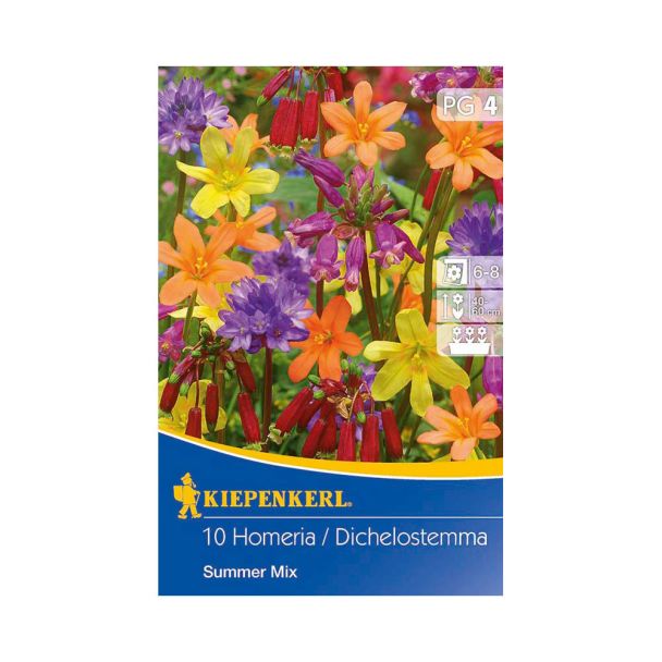 Summer Mix - Homeria/Dichelostemma