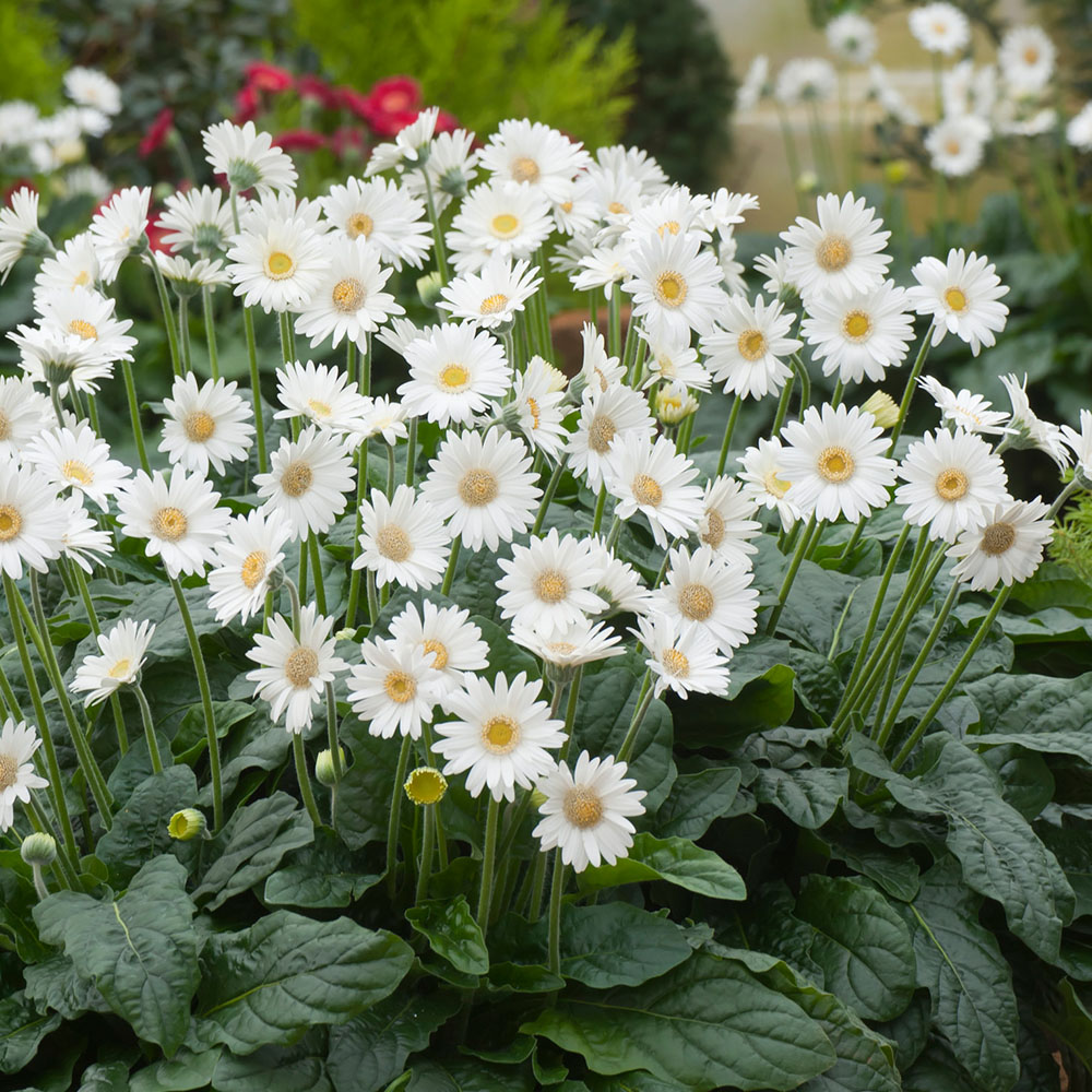 Winterharte Gerbera 'Garvinea®' (Weiß) kaufen Ahrens+Sieberz