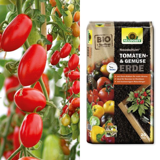 Mini-Roma-Tomate 'Marzino' F1 + NeudoHum® Tomaten- und Gemüseerde (Sparangebot)