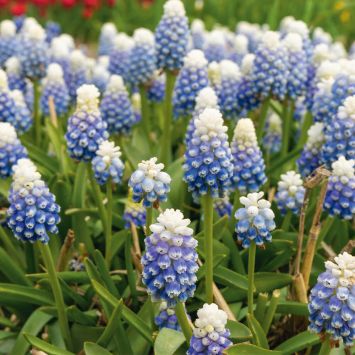 Traubenhyazinthe Muscari Mountain Lady