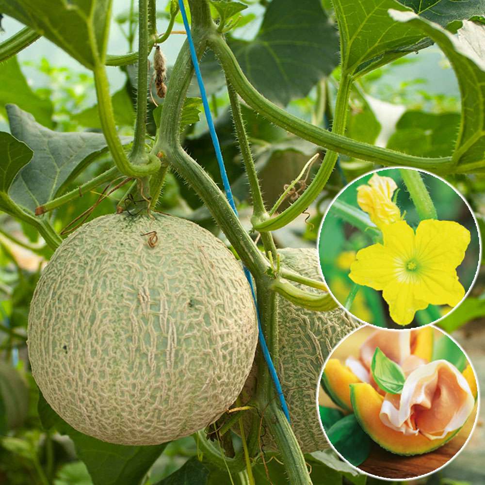 MiniHonig Melone Mediterrane Pflanzen Obst Ahrens+Sieberz