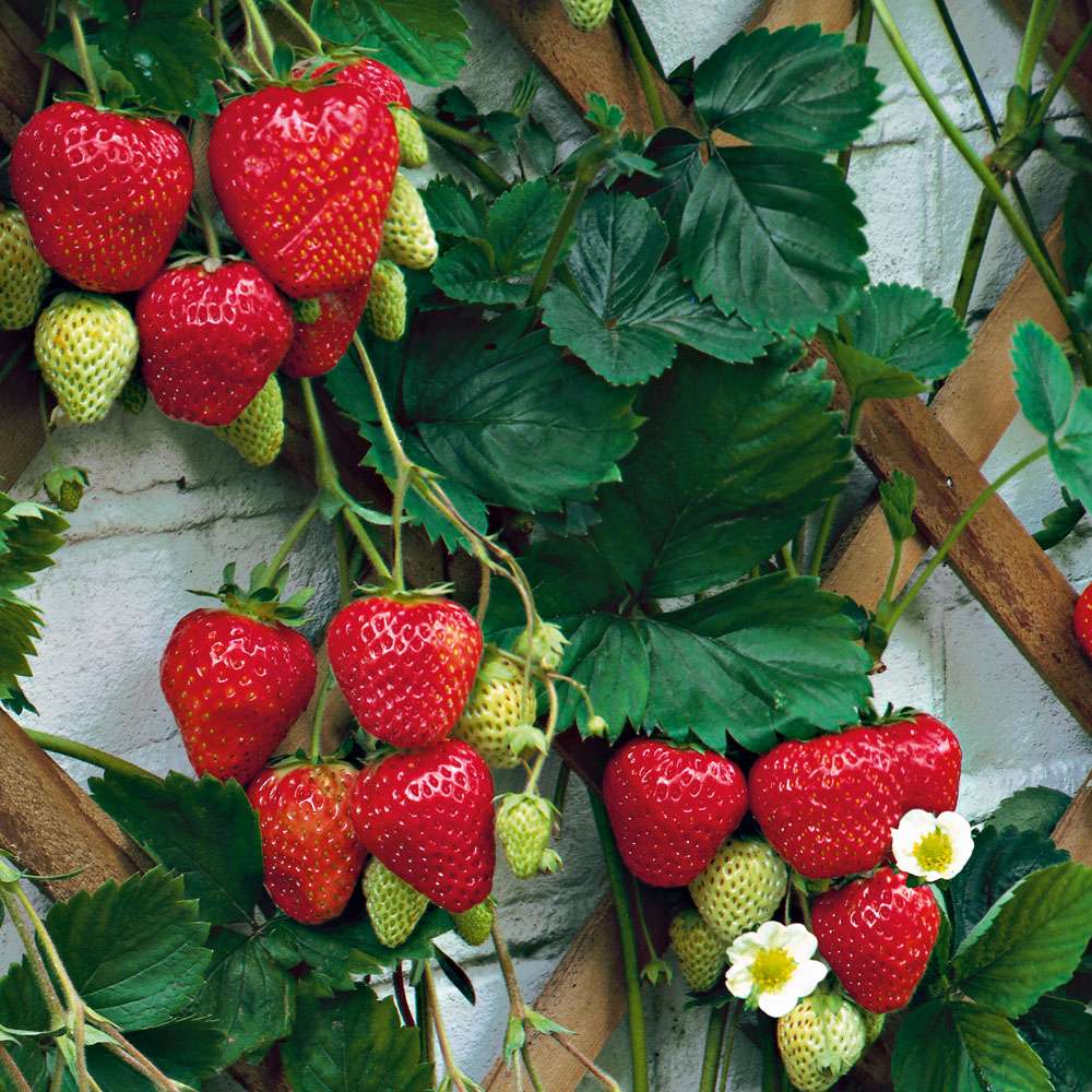 Kletter-Erdbeeren Hummi + Kletterspiralen kaufen | Ahrens+Sieberz -  Pflanzenversand & Gartenbedarf