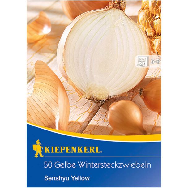 Wintersteckzwiebel Gelbe Senshyu Yellow
