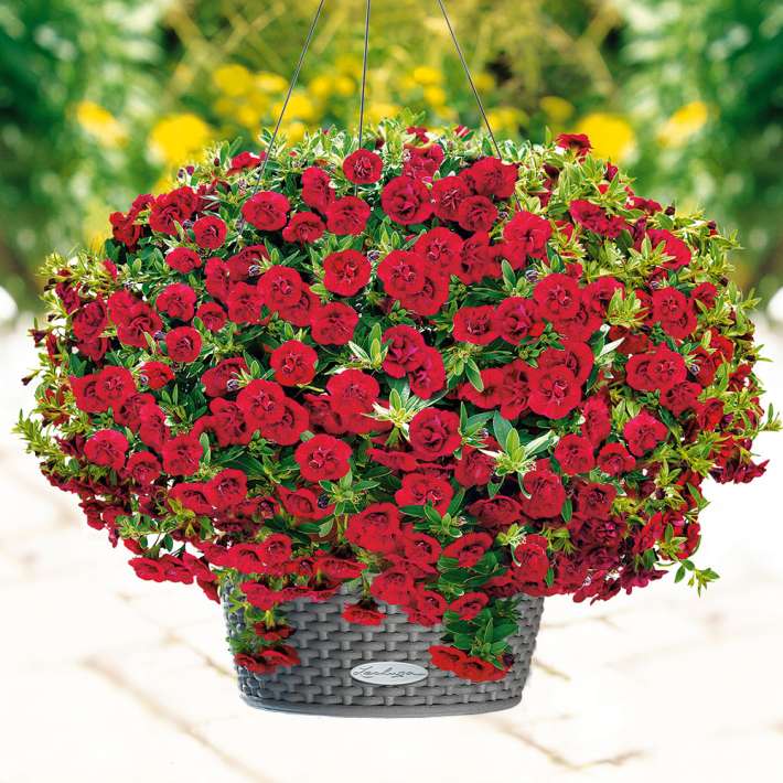 Gefüllte Mini-Röschen-Hängepetunien 'Little Baccara' | Petunien ...