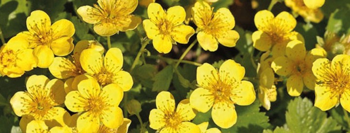 Stauden Und Staudenpflanzen Kaufen Ahrens Sieberz Pflanzenversand Gartenbedarf