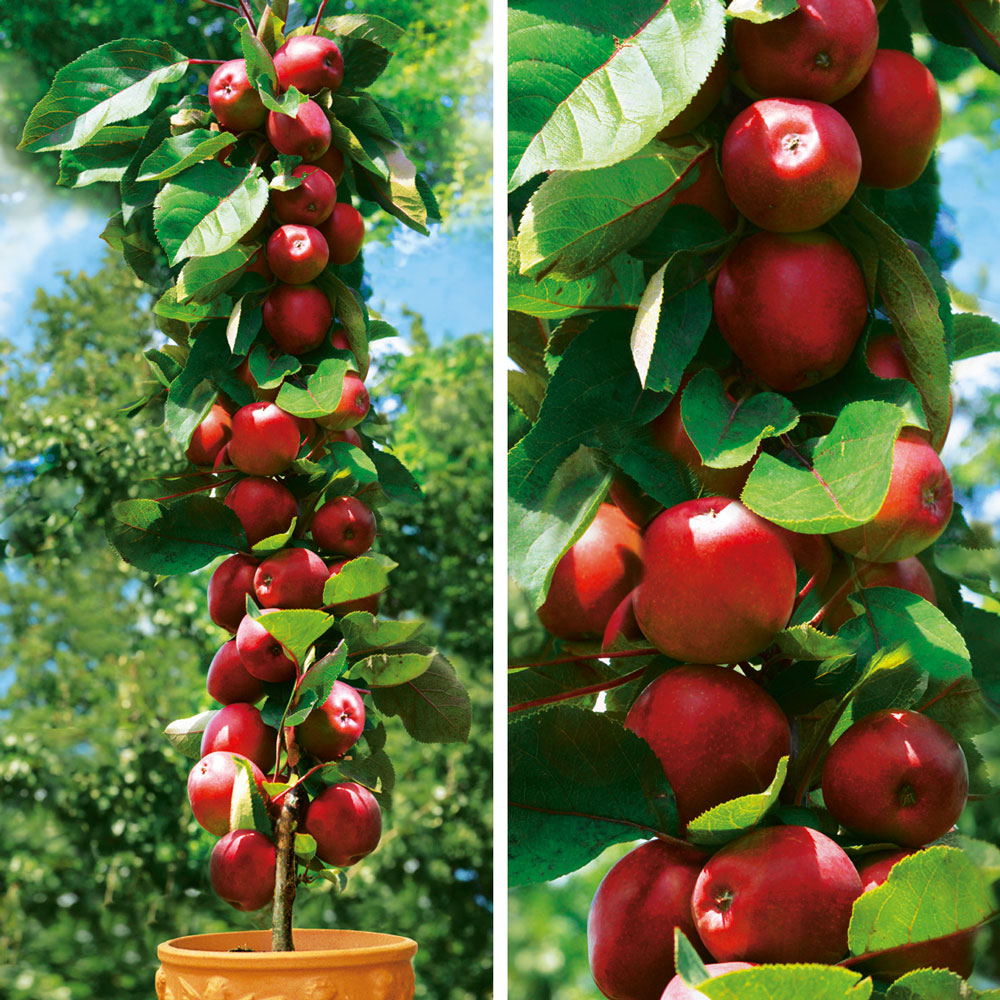 Säulenobstbaum Apfel Redcats®, zweijährig | Säulen-Obstgehölze | Äpfel |  Obst | Ahrens+Sieberz - Pflanzenversand & Gartenbedarf | Obstbäume & Gemüsepflanzen
