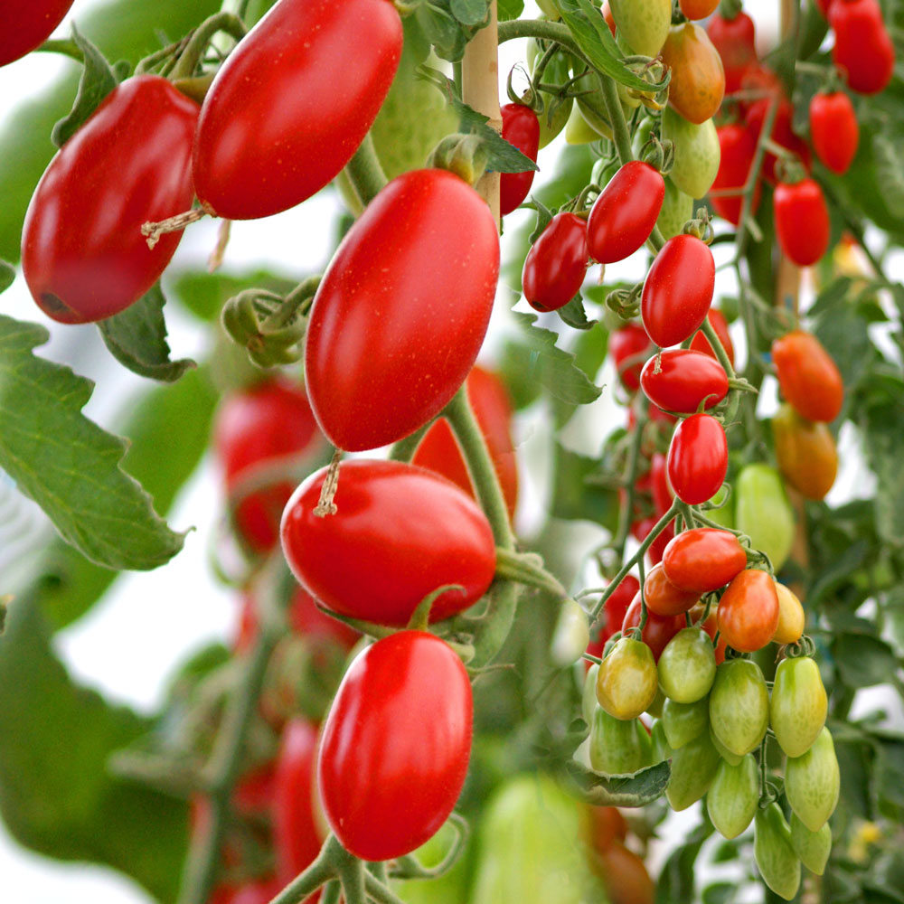 &amp;#39;Marzino&amp;#39; F1 - Mini-Roma-Tomate | Tomaten | Gemüsepflanzen | Gemüse ...
