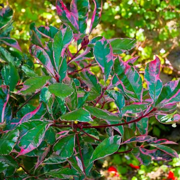 Glanzmispel ‘Pink Marble’