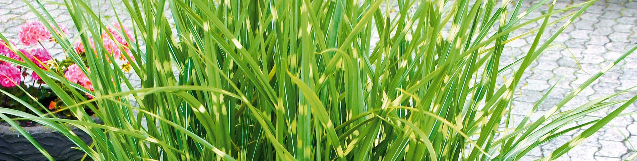 Tigergras kaufen Ahrens+Sieberz Pflanzenversand & Gartenbedarf