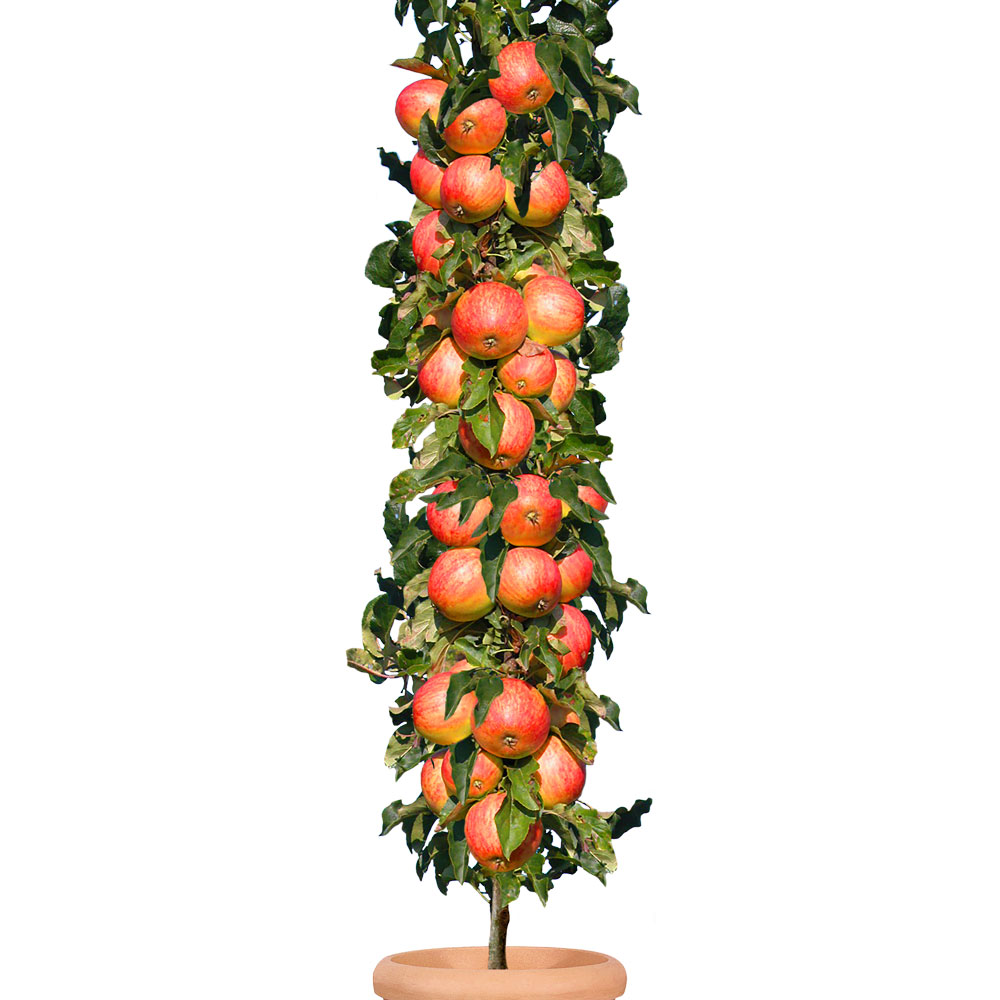 Säulenobstbaum Apfel 'Starcats®', einjährig | Säulen-Obstgehölze | Äpfel |  Obst | Ahrens+Sieberz - Pflanzenversand & Gartenbedarf