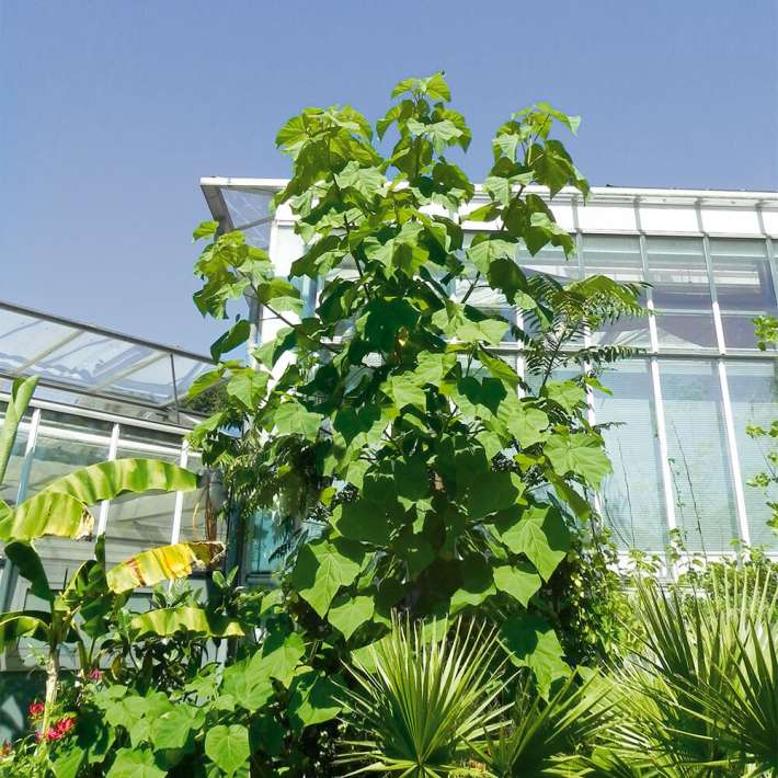 Kiribaum Paulownia kaufen Ahrens+Sieberz Pflanzenversand & Gartenbedarf