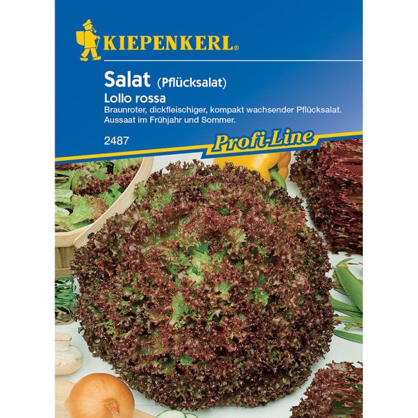 Pflücksalat 'Lollo Rossa'