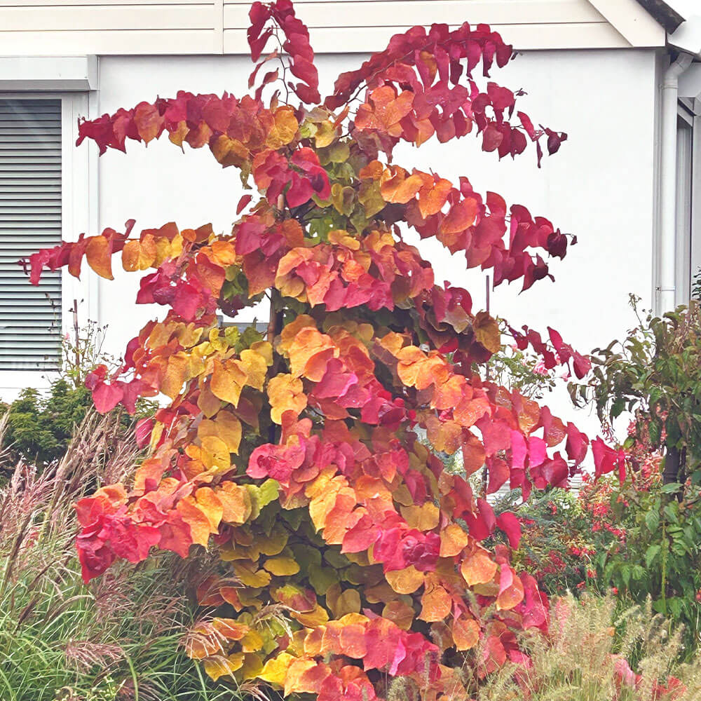 Kanadischer Judasbaum 'Eternal Flame' kaufen | Ahrens+Sieberz -  Pflanzenversand & Gartenbedarf