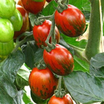 Ochsenherz tomaten samen kaufen - Die hochwertigsten Ochsenherz tomaten samen kaufen unter die Lupe genommen!