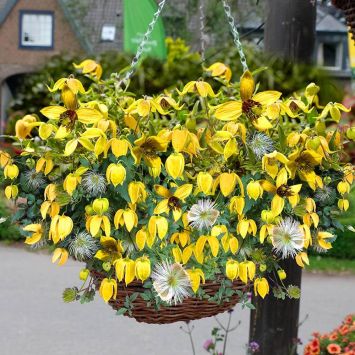 Clematis Little Lemons