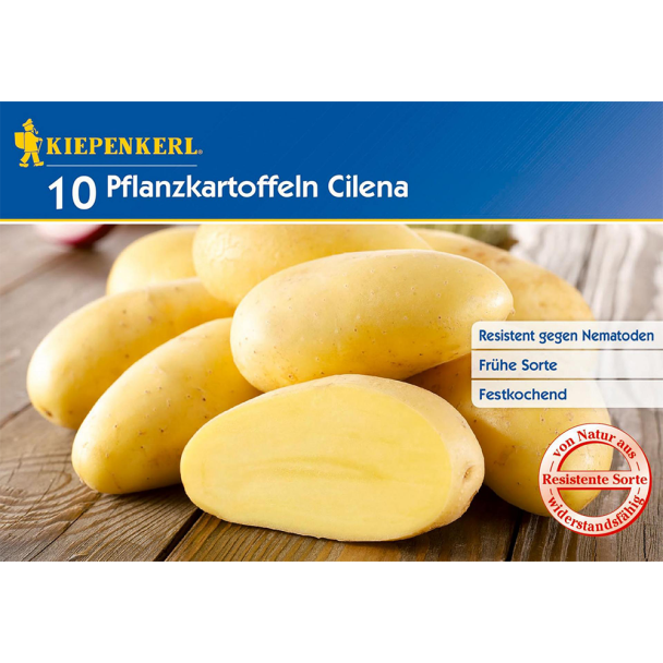 Pflanzkartoffel Cilena (10 Knollen)