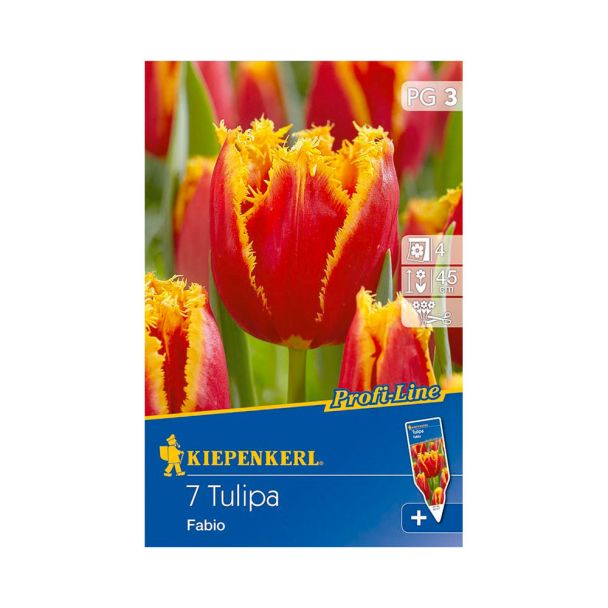 Gefranste Tulpen `Fabio` - Blumenzwiebel