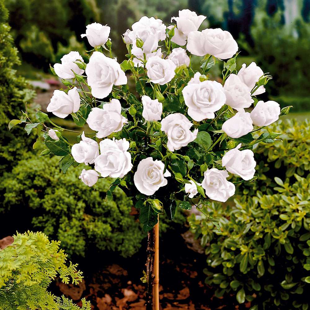 EdelrosenHochstamm, weiß RosenStämmchen Rosen Ahrens+Sieberz
