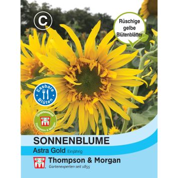 Sonnenblume Astra Gold