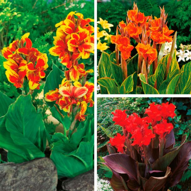 Set-Preis: 9 Canna - Rosemond Cole, E.Neubert, Goldader