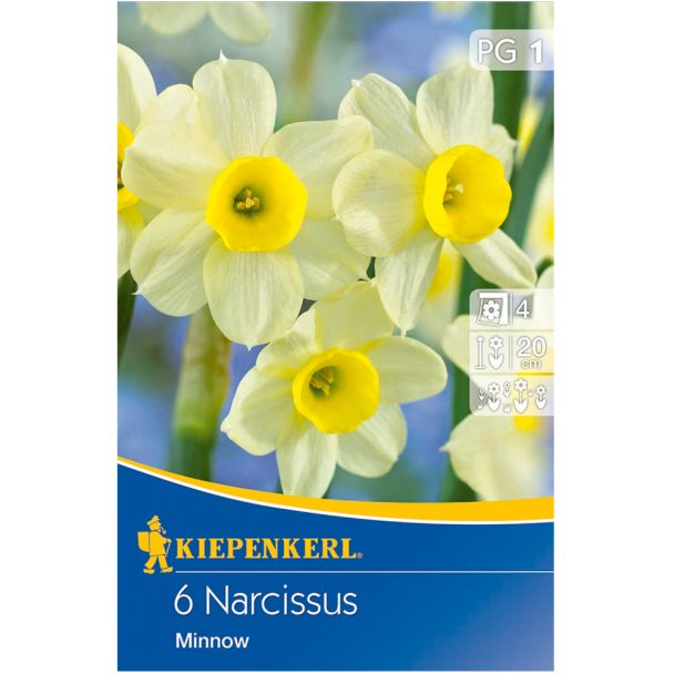 Narzissen 'Minnow'
