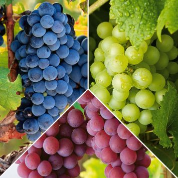 3 x Edel-Trauben