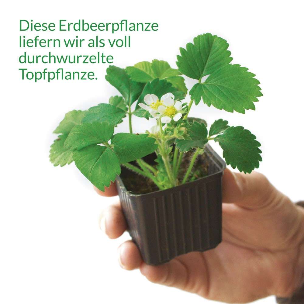 KletterErdbeere Hummi® kaufen Ahrens+Sieberz Pflanzenversand