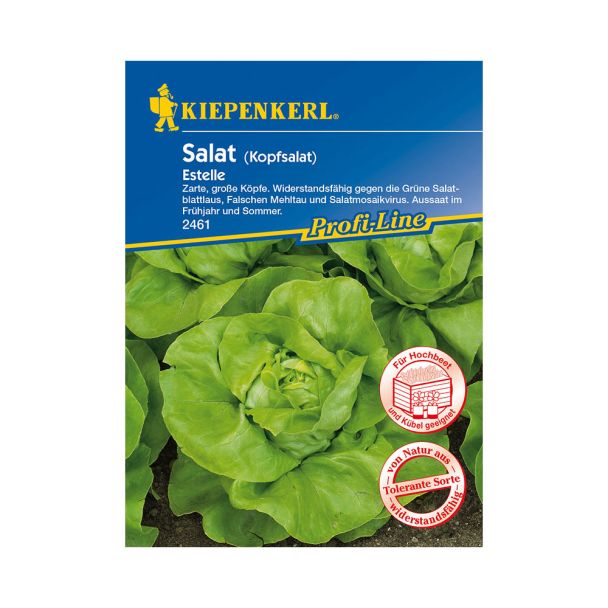 Sommer-Kopfsalat 'Estelle'