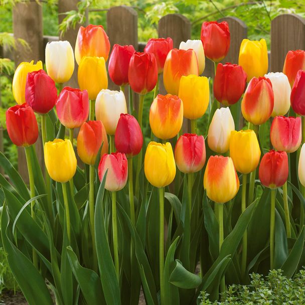 35 Tulpen Mix Artist Palette