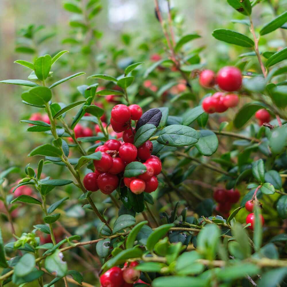 Fruchtender Bodendecker Cranberry | Cranberry | Obst | Ahrens+Sieberz -  Pflanzenversand & Gartenbedarf