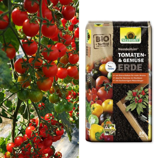 Cocktail-Tomaten 'Perlino' + Erde (Sparangebot)
