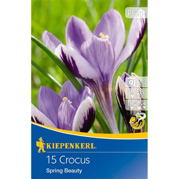 Botanische Krokusse 'Spring Beauty'