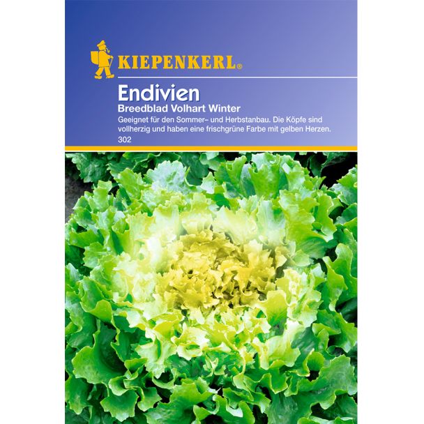 Endivien 'Breedblad'