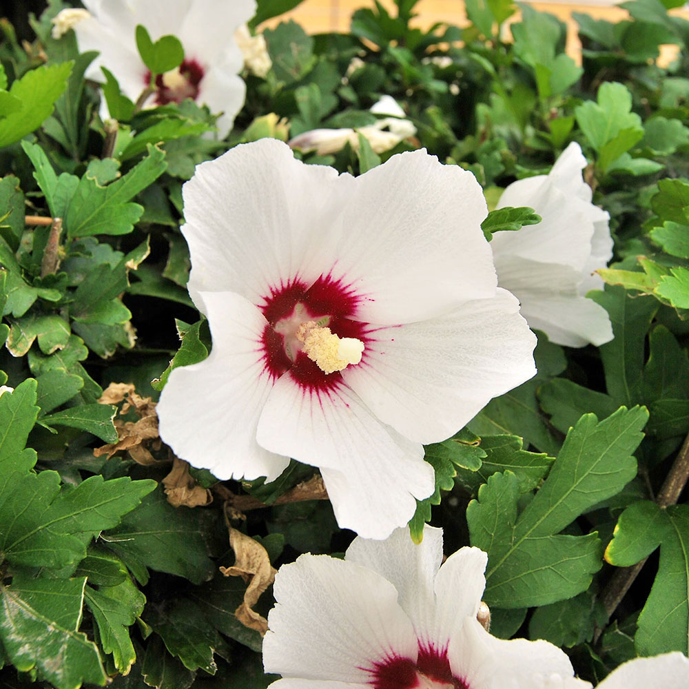 Winterharter Hibiskus, Weißrosa Hibisken Blüh & Ziergehölze
