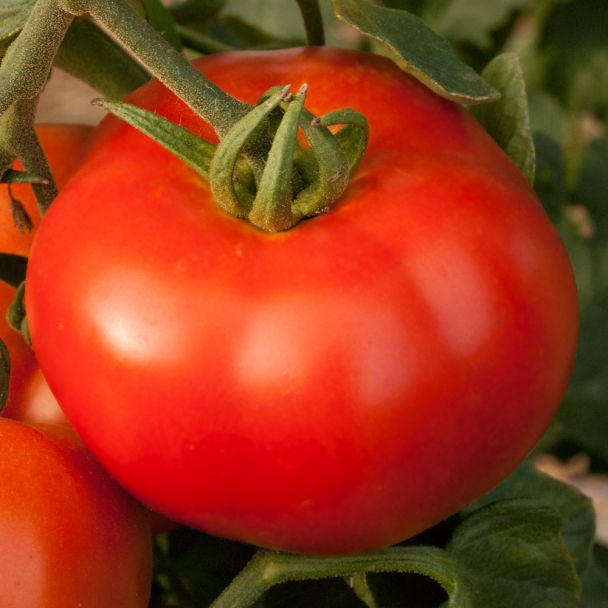 'Rondo Red' F1 - Salat-Tomate