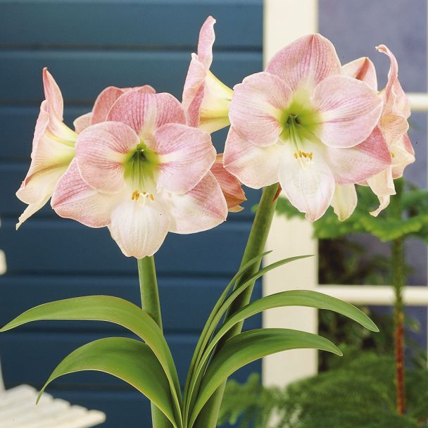 Amaryllis 'Apple Blossom'