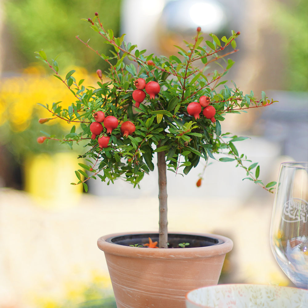 42+ Granatapfel Kazake Site Forum.garten-Pur.de, Wer gerne etwas