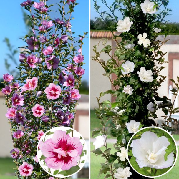 Set-Preis Säulen - Hibiskus: 1 x 'Purple Pillar' und 1 x 'White Pillar'