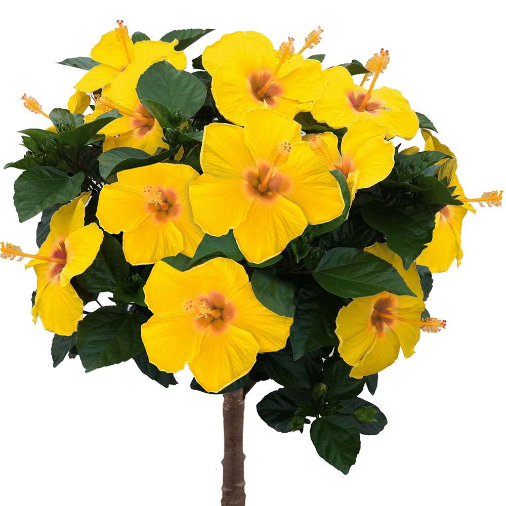 saatgut kartoffeln kaufen Maris Bard Saatkartoffeln | Erster früher main image 1