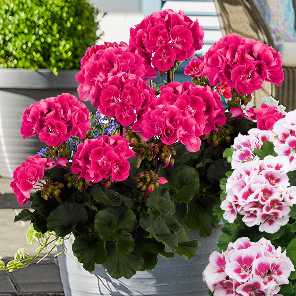 TrendGeranie 'Tex Mex Hot Pink' Geranien Balkon & Sommerblumen