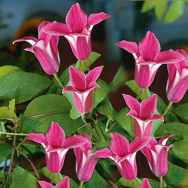 Tulpen-Clematis 'Princess Diana'