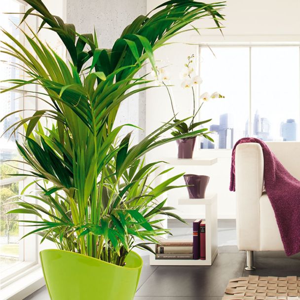 Set-Preis: 1 x Kentia-Palme + 1 x Übertopf Wave 'Bright Green'